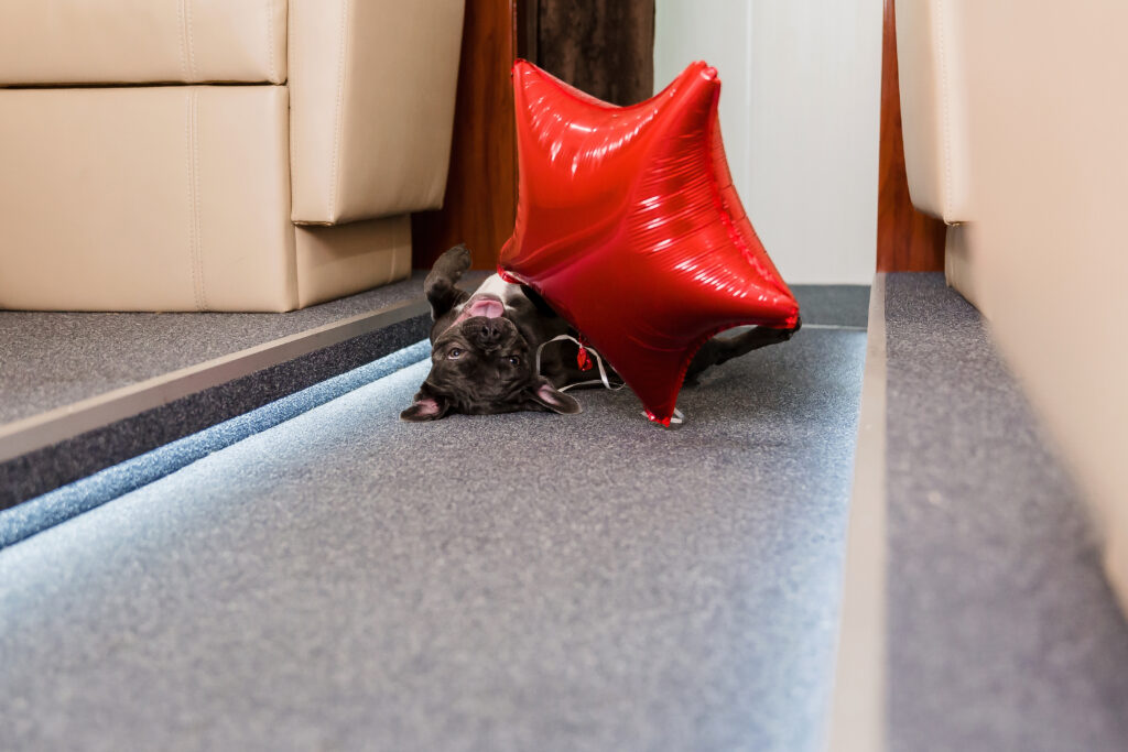Calm dog traveling comfortably on an airplane with its owner during air travel