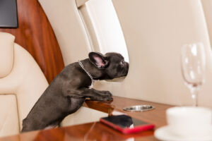 Black French Bulldog with a silver chain collar in a luxury private jet cabin looking out the window.