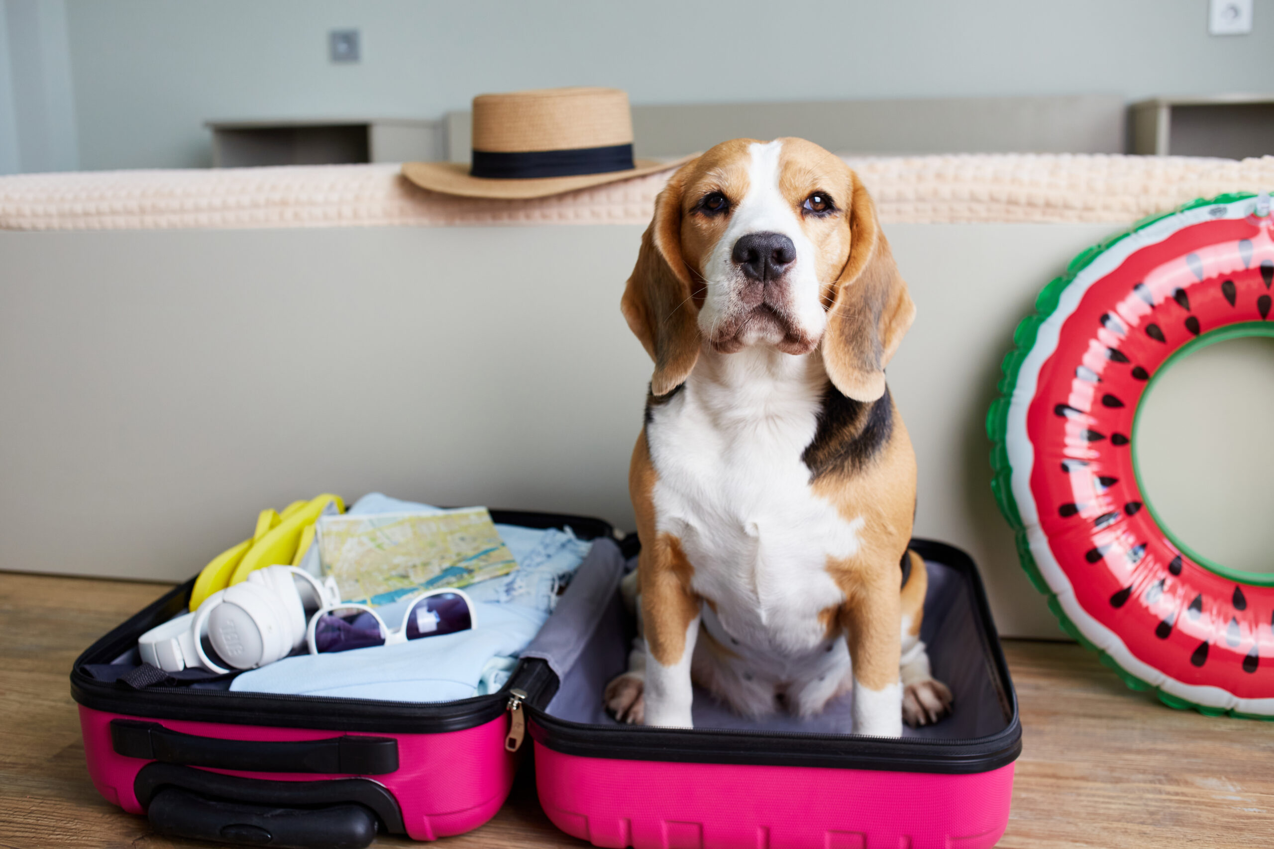Beagle sitting on an unpacked travel bag while preparing for pet relocation to the UK or EU