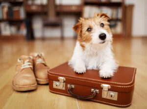Smiling dog sitting on a travel bag at the airport ready for international pet travel