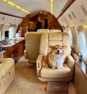 Dog sitting in pet private jet